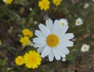 flower, daisy, flower wallpaper, flower background, flowers, beautiful flowers, nature, margarita common, white petals