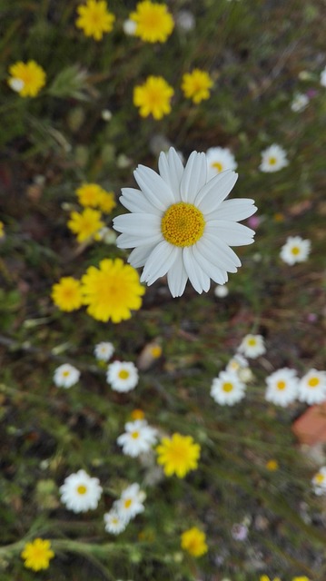 flower, daisy, flower wallpaper, flower background, flowers, beautiful flowers, nature, margarita common, white petals